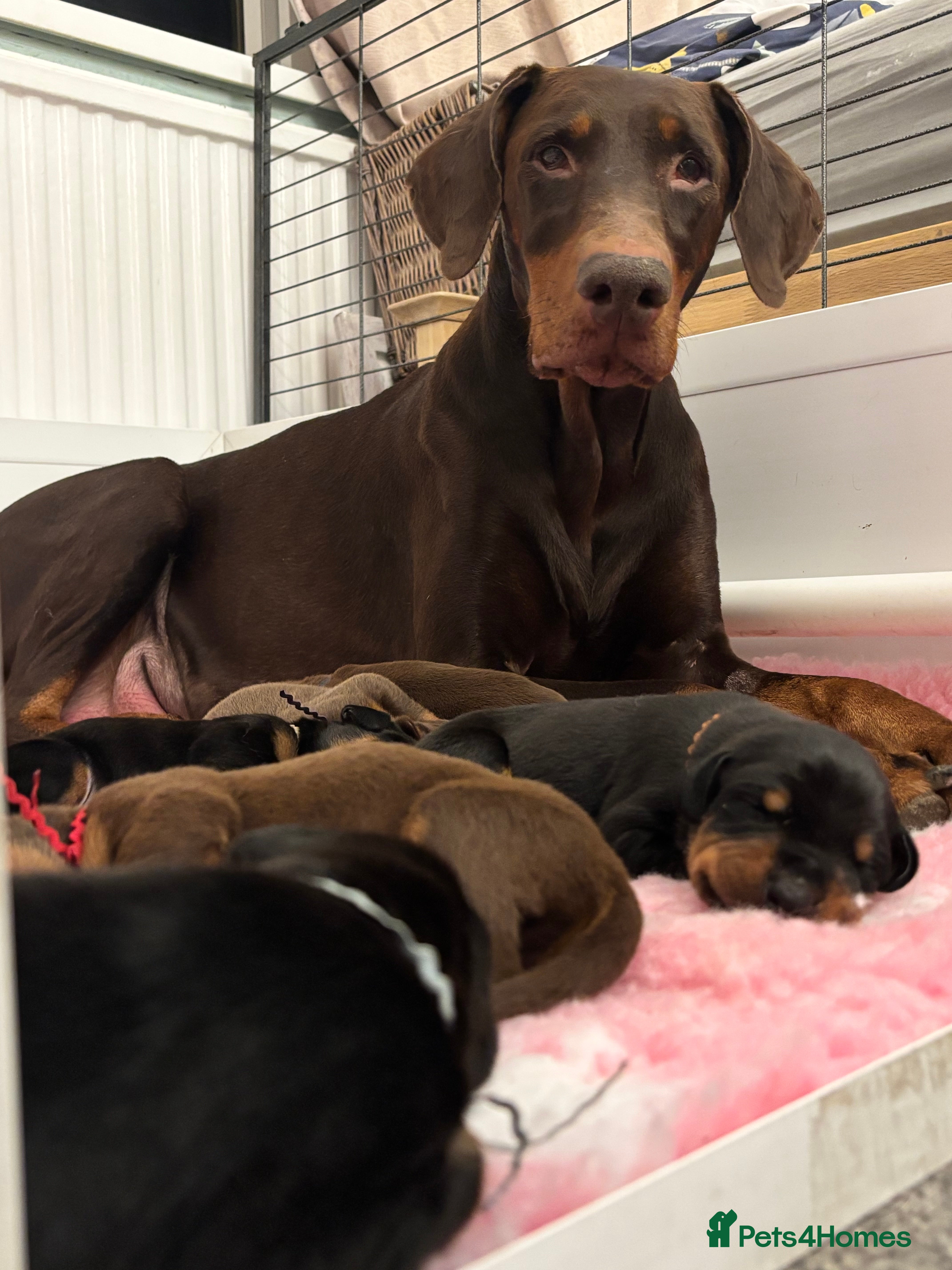 Dobermann dogs KC reg dobermann puppies health tested parents  - Advert 1
