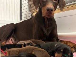 Dobermann dogs KC reg dobermann puppies health tested parents - Advert 1