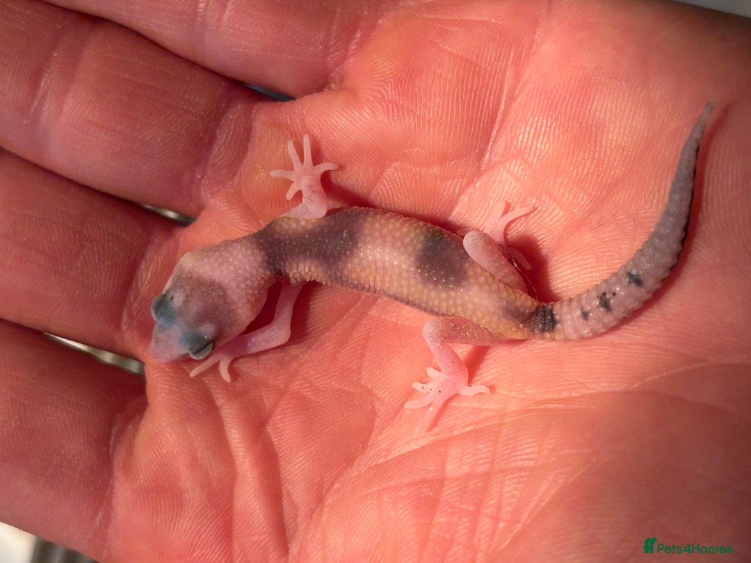 Gecko reptiles for sale: White and yellow Mack snow het eclipse  - Image 7