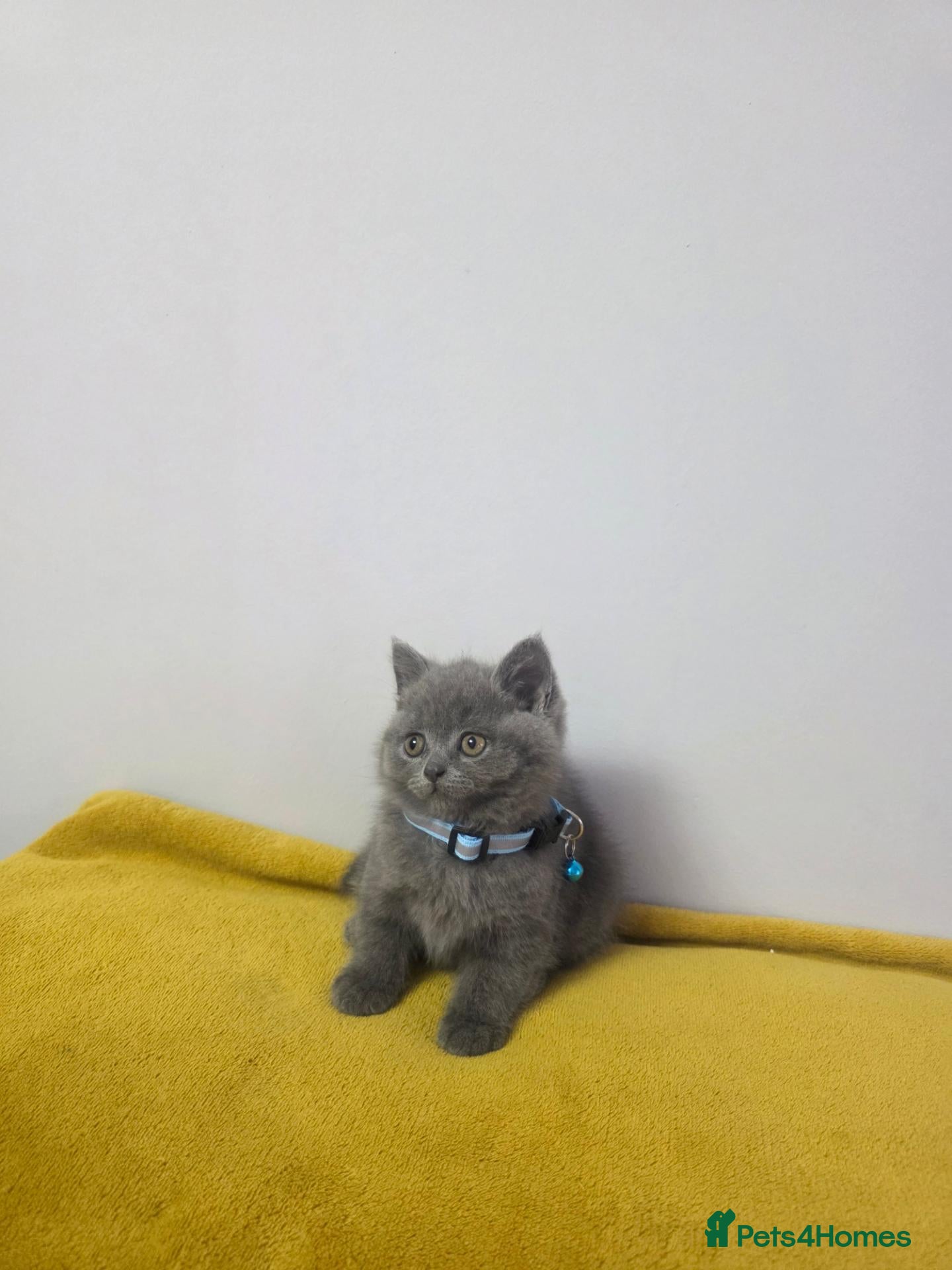 British Shorthair cats Beautiful Kittens ready to go in new family.   - Advert 15
