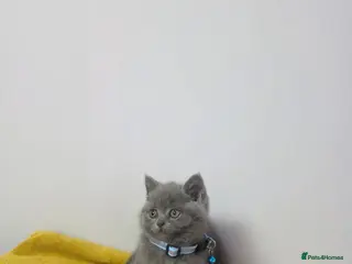 British Shorthair cats Beautiful Kittens ready to go in new family. - Advert 15