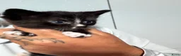 Mixed Breed cats for sale: 3kittens for sale mixed sex  - Advert 3