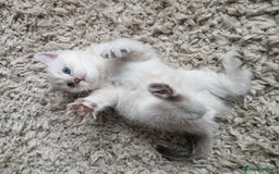 Scottish Fold cats for sale: Beautiful Scottish fold kittens - Image 7
