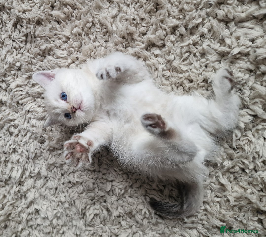 Scottish Fold cats for sale: Beautiful Scottish fold kittens - Image 7