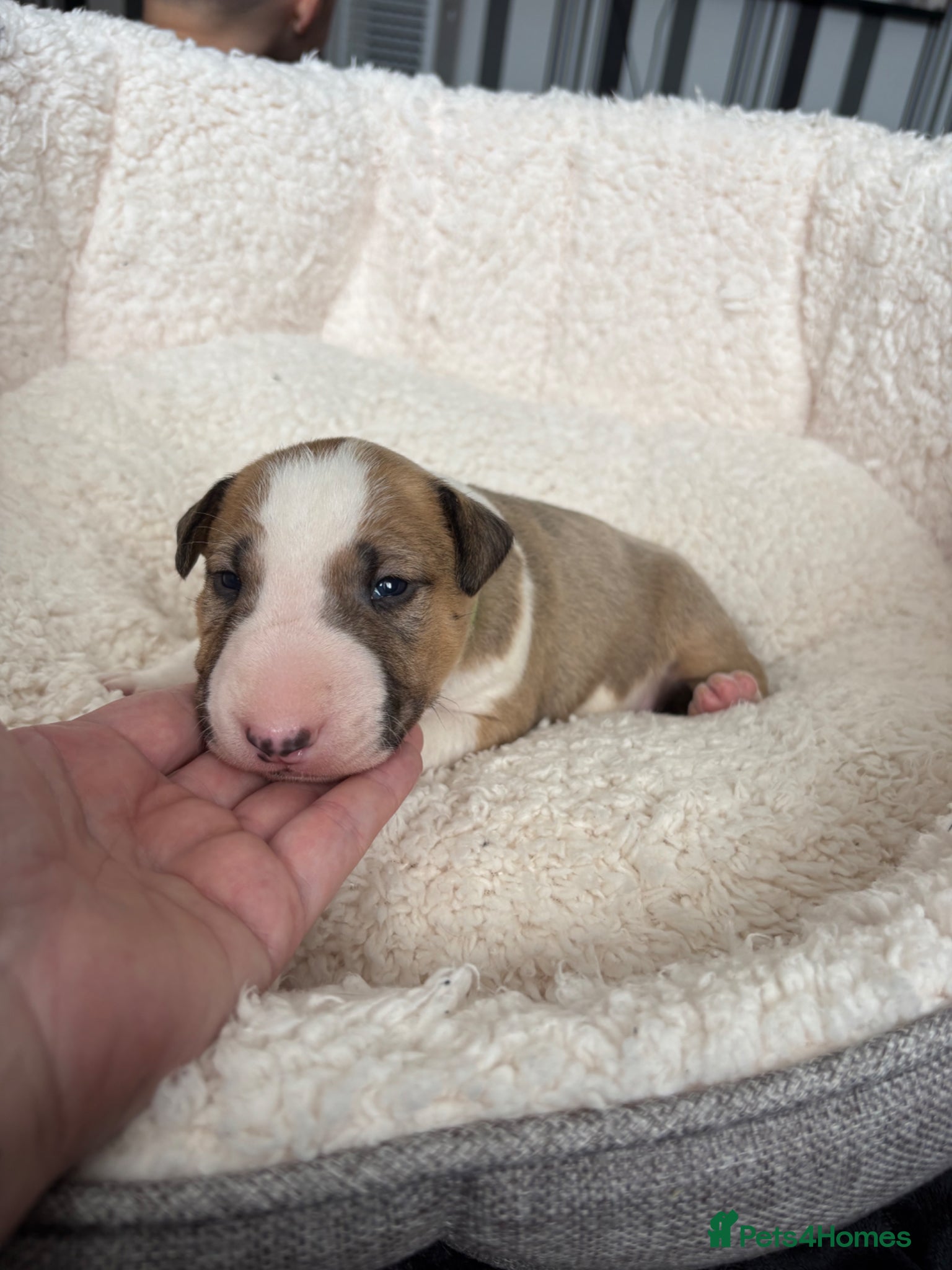 English Bull Terrier dogs Beautiful KC Reg English Bull Terrier Puppies  - Advert 7