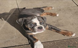 Olde English Bulldogge dogs for sale: 6 month old female NEBRR blu tri  - Image 5