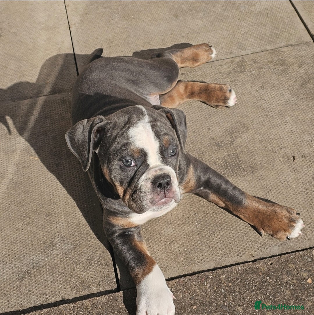 Olde English Bulldogge dogs for sale: 6 month old female NEBRR blu tri  - Image 5