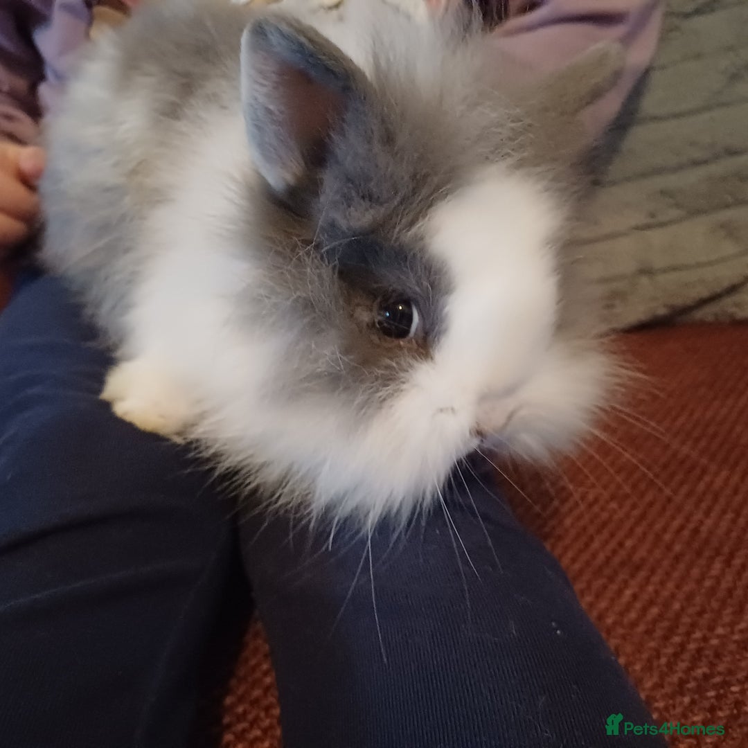 Lionhead rabbits for sale: Baby lion lop bunnies for sale  - Advert 3