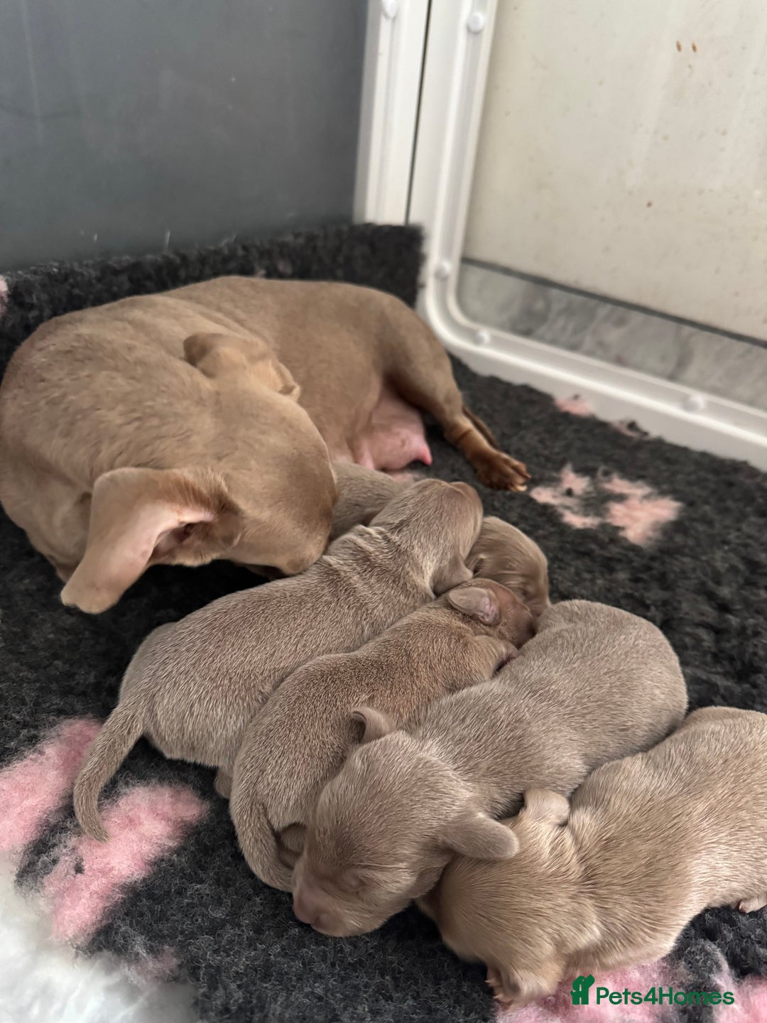 Miniature Dachshund dogs for stud: STORM CALL true Isabella & Tan long haired KC 5* in Stockport - Image 9