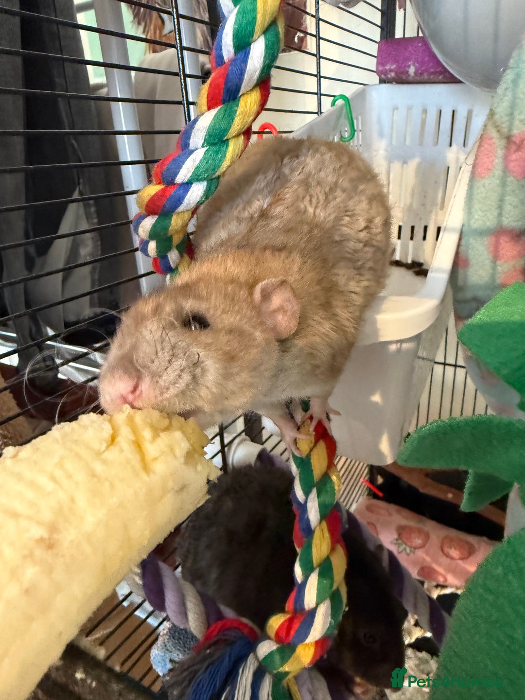Rat rodents for sale: 3 male rats and massive amount of accessories  - Image 6