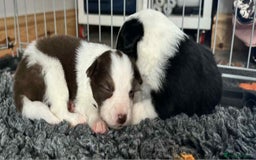 Border Collie dogs for sale: Red white border collies  - Image 5