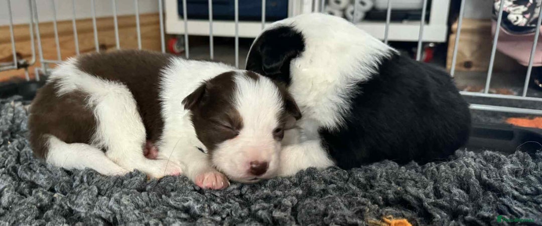 Border Collie dogs for sale: Red white border collies  - Image 5