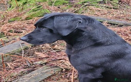Labrador Retriever dogs for sale: Black labrador puppies working or pet homes - Image 6