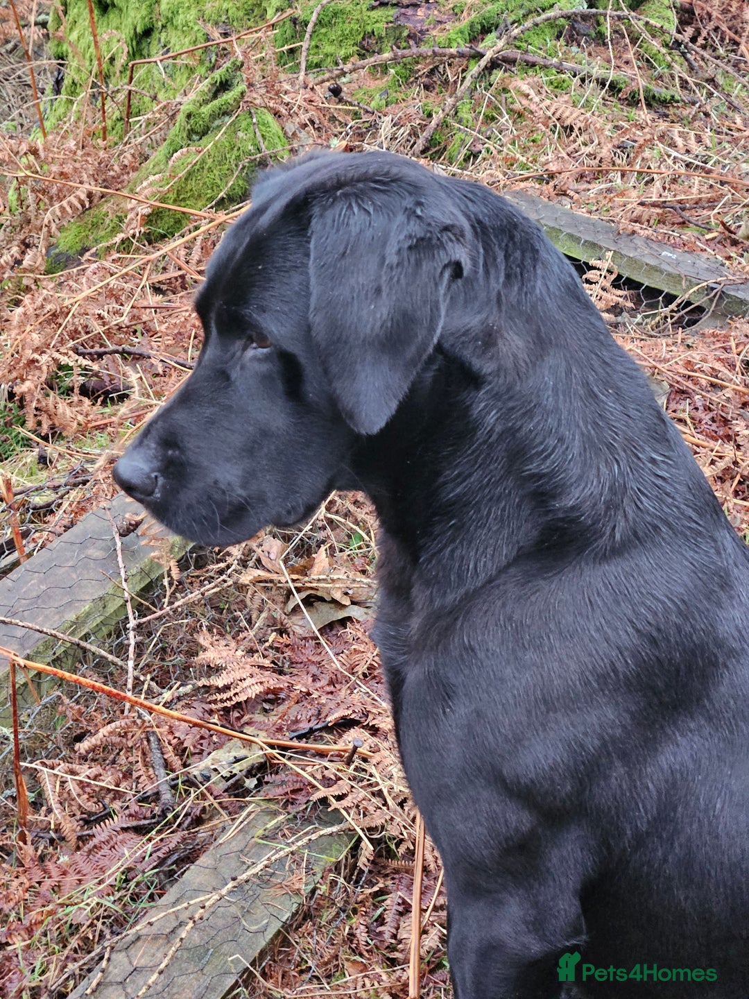 Labrador Retriever dogs for sale: Black labrador puppies working or pet homes - Image 6