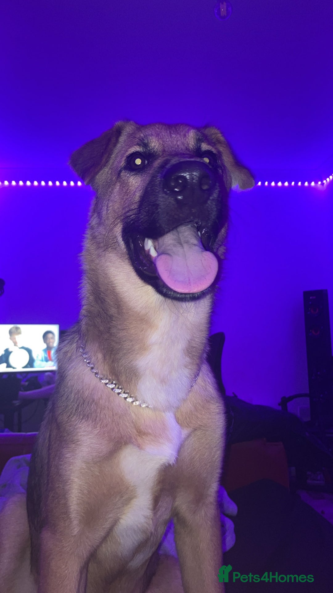 German Shepherd dogs for stud: GSDfor stud  - Image 4