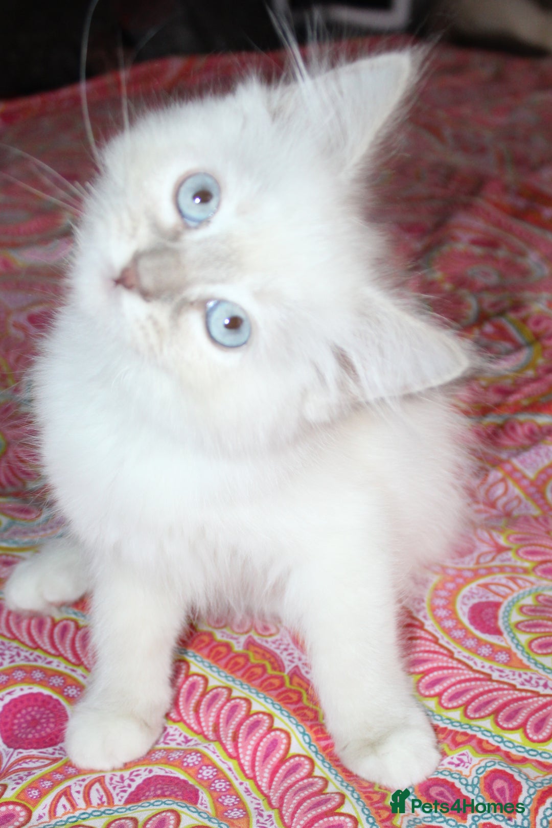 Ragdoll cats for sale: Ready to go  - Advert 12