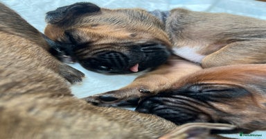 Rhodesian Ridgeback dogs in Buckley - Advert 2