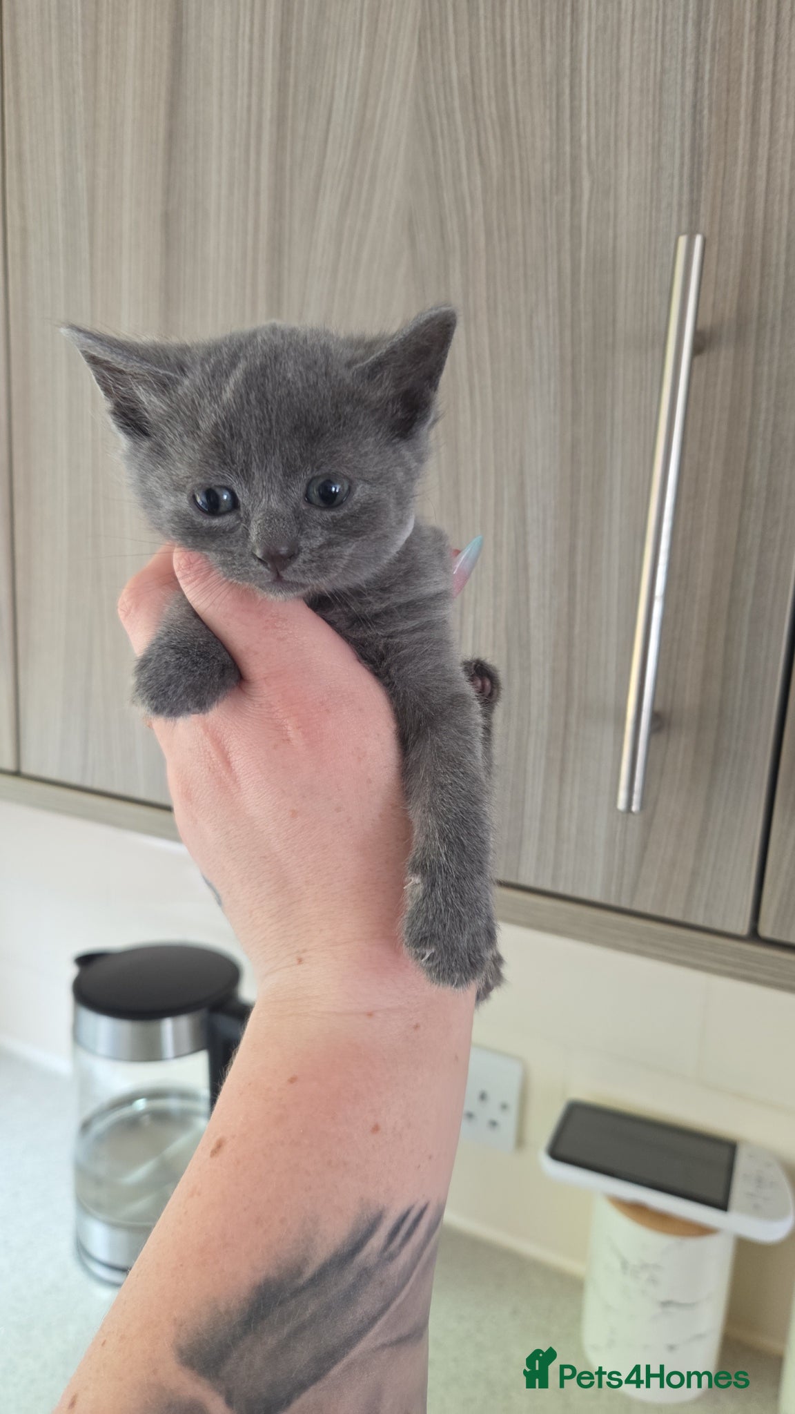 Mixed Breed cats for sale: 4 grey kittens for sale - Advert 16
