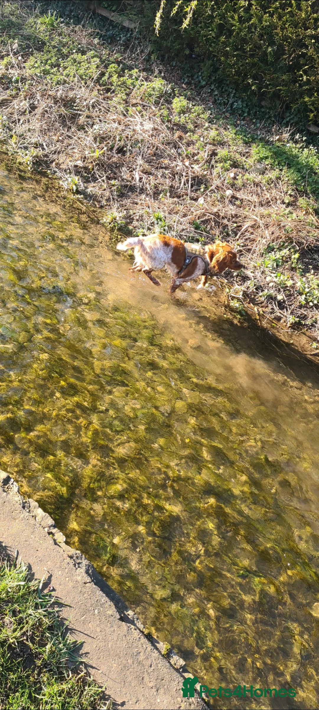 Brittany Spaniel dogs for sale: Female Brittany Spaniel - Advert 2