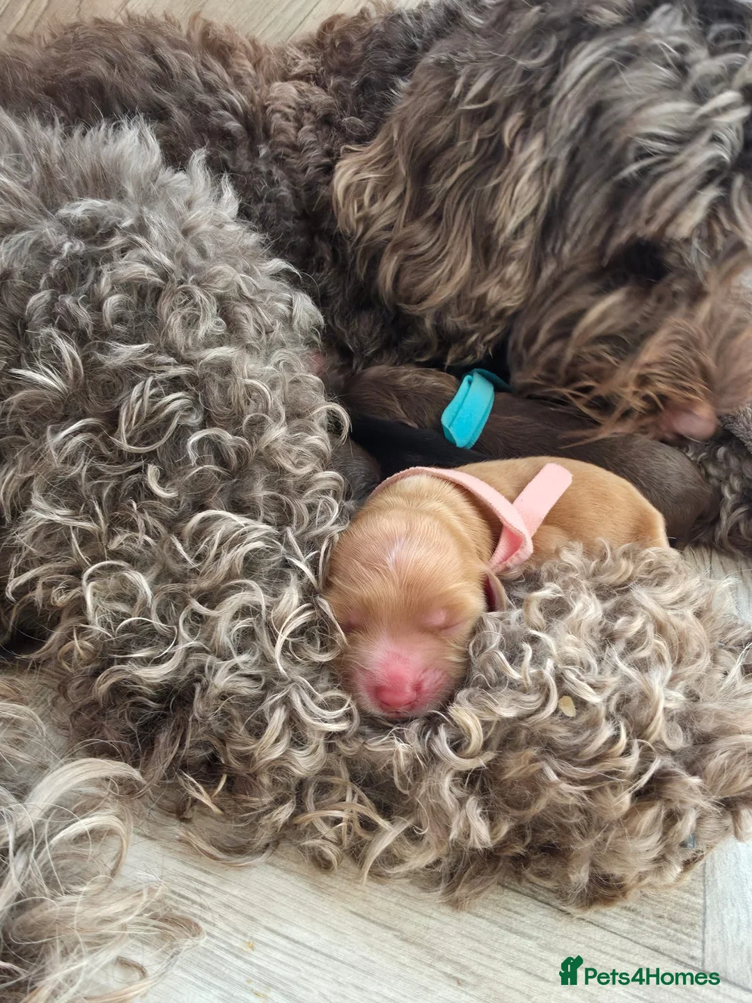 Cockapoo dogs for sale: F2 Cockapoo  in Cannock - Advert 2