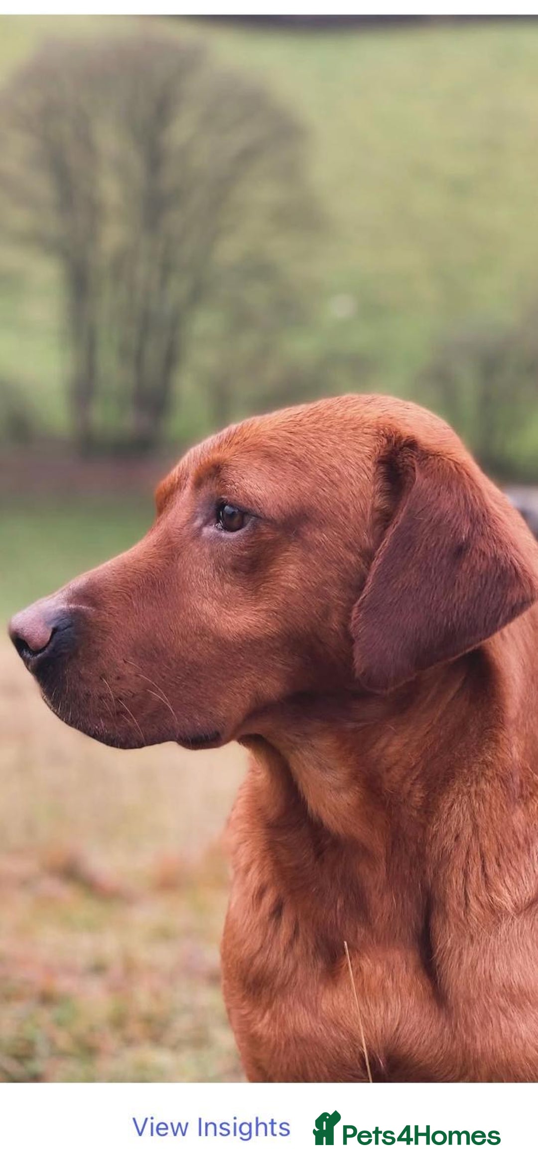 Labrador Retriever dogs for sale: KC reg Yellow Labrador pups  - Advert 3