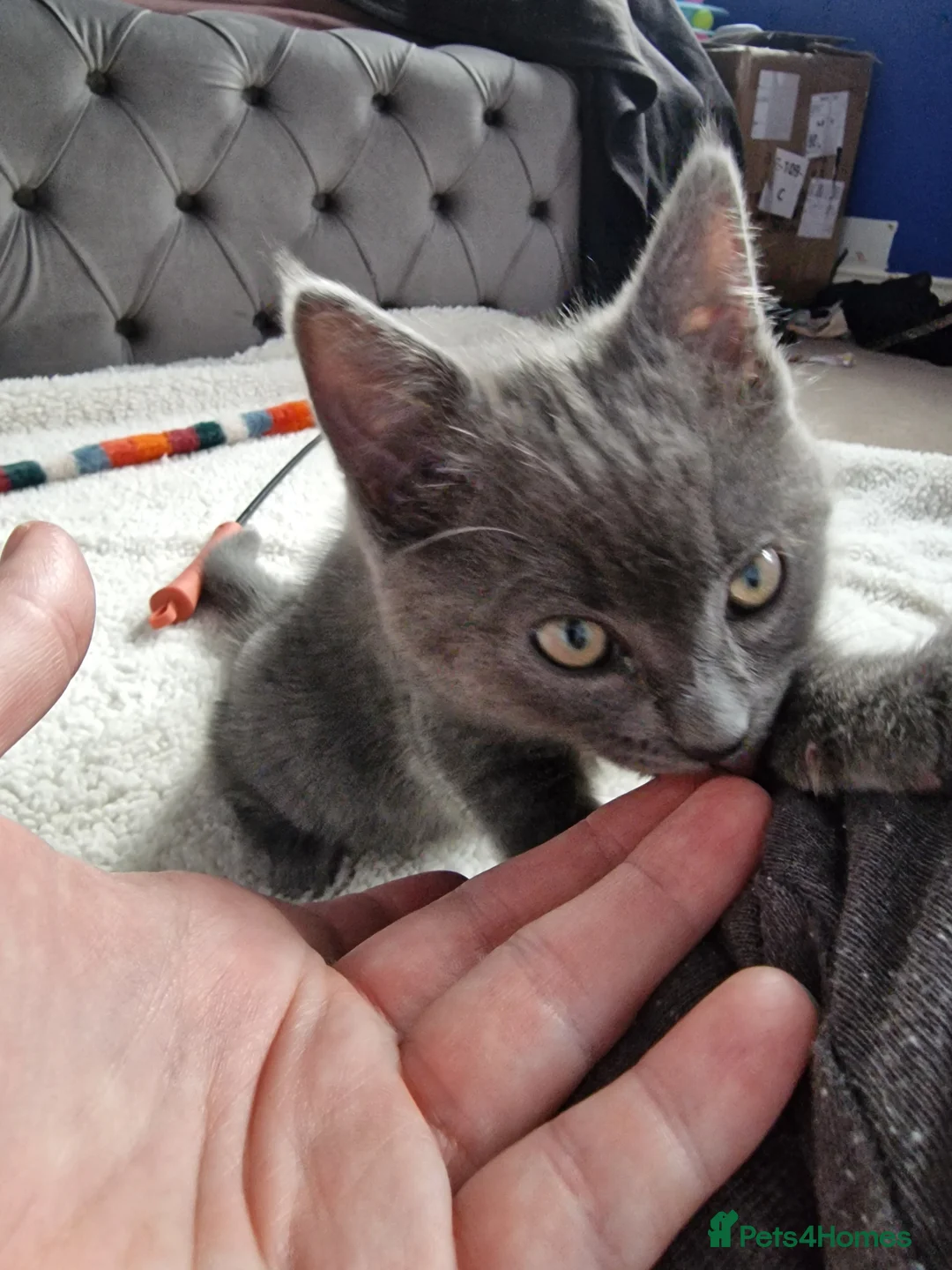 Ragdoll cats for sale: Kittens ready now! - Advert 2