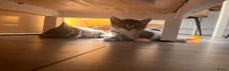 Mixed Breed cats for sale: British shorthair cross kittens in Stratford-upon-Avon - Advert 10