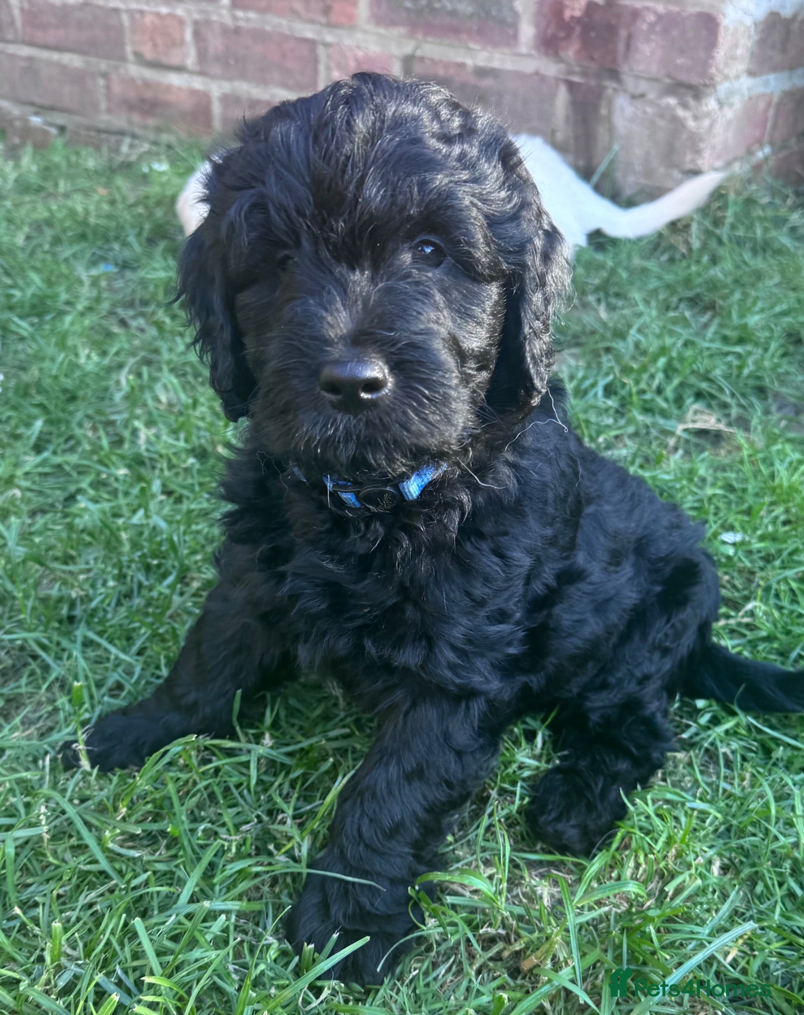 Mini Goldendoodle dogs F1 Miniature Goldendoodles  *READY NOW* - Advert 1