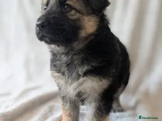 German Shepherd dogs KC Registered German Shepherd Puppies 🐾 - Advert 2