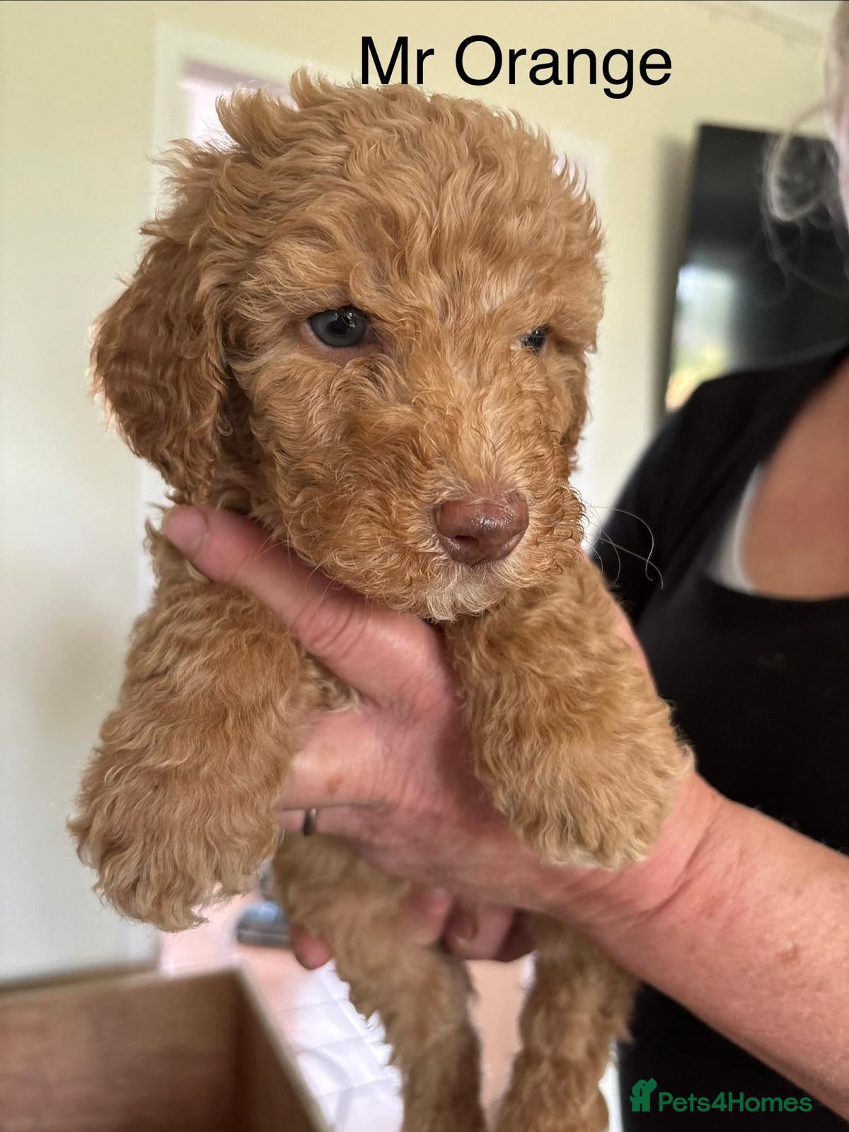 Mixed Breed dogs for sale: Moyen/Miniature Poodle in Gorebridge - Advert 3