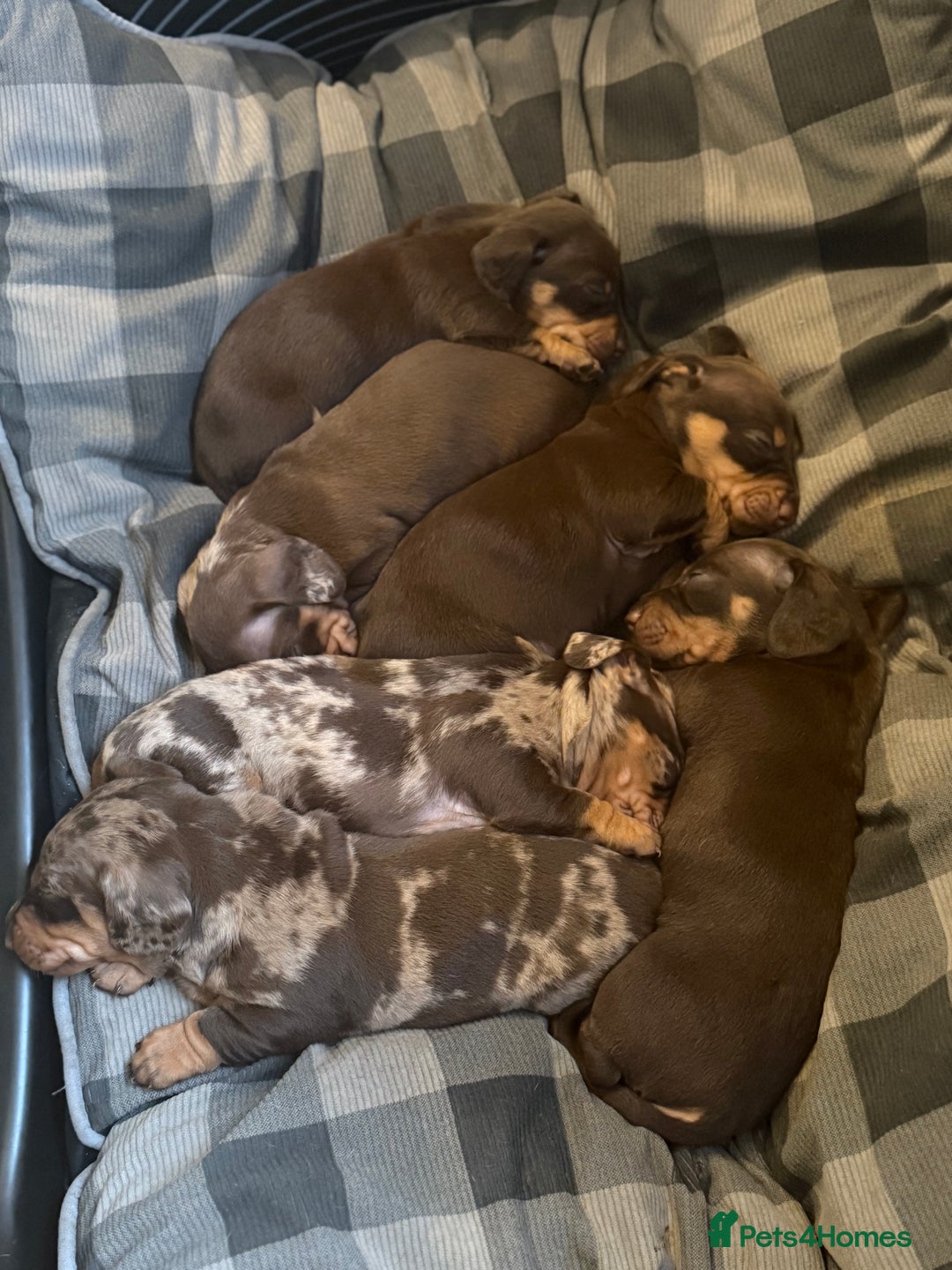Dachshund dogs for sale: Lovely Dachshunds!  - Advert 6