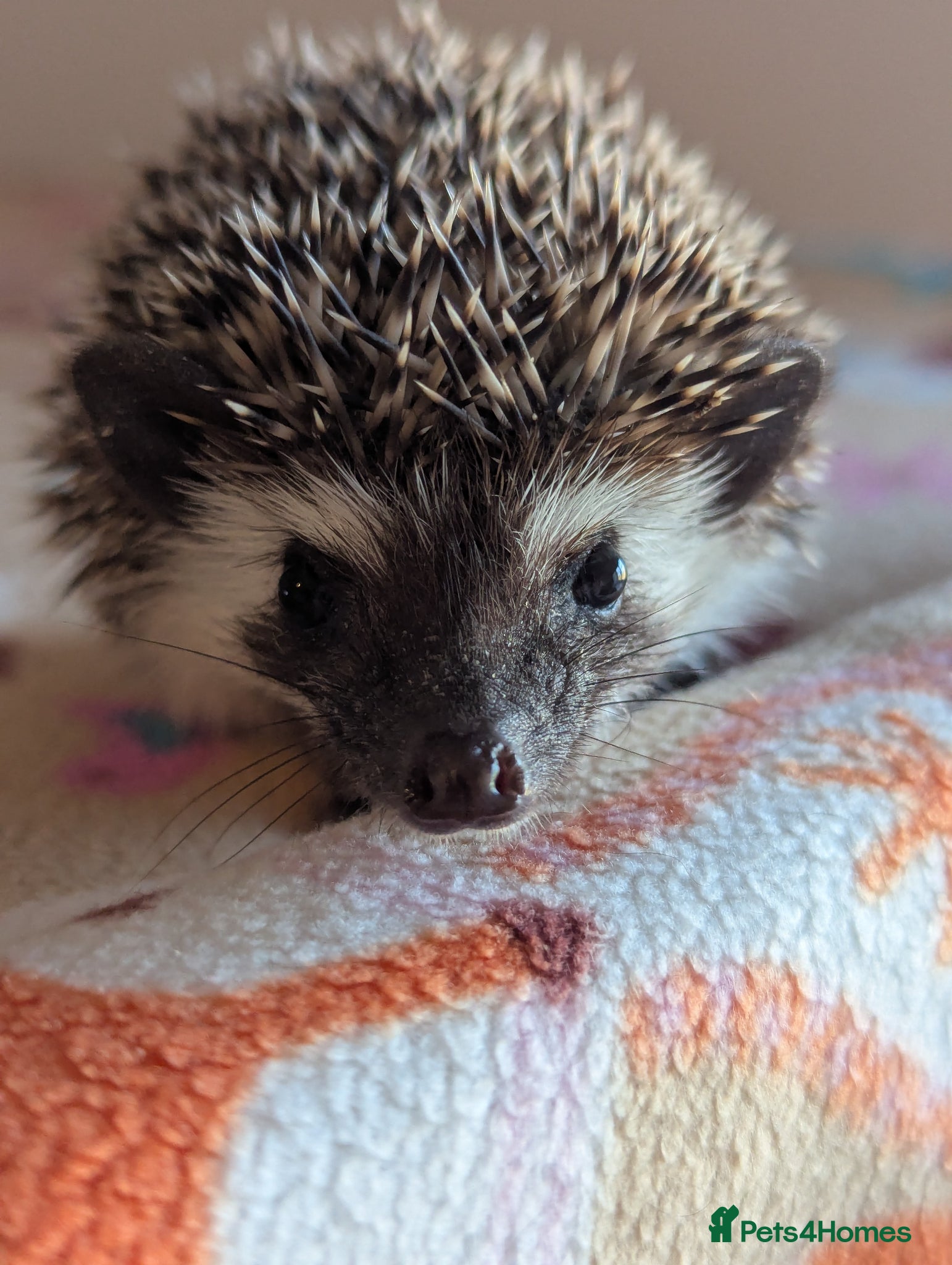 Pygmy Hedgehog rodents 2 Gorgeous Hoglets 1 male 1 female Ready Now!!! - Advert 1