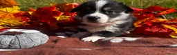 Welsh Corgi Pembroke dogs for sale: Stunning corgi puppies show quality  - Advert 14