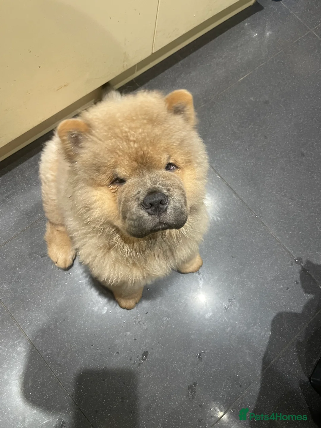 Chow Chow dogs for sale:  Chow chow  - Advert 2