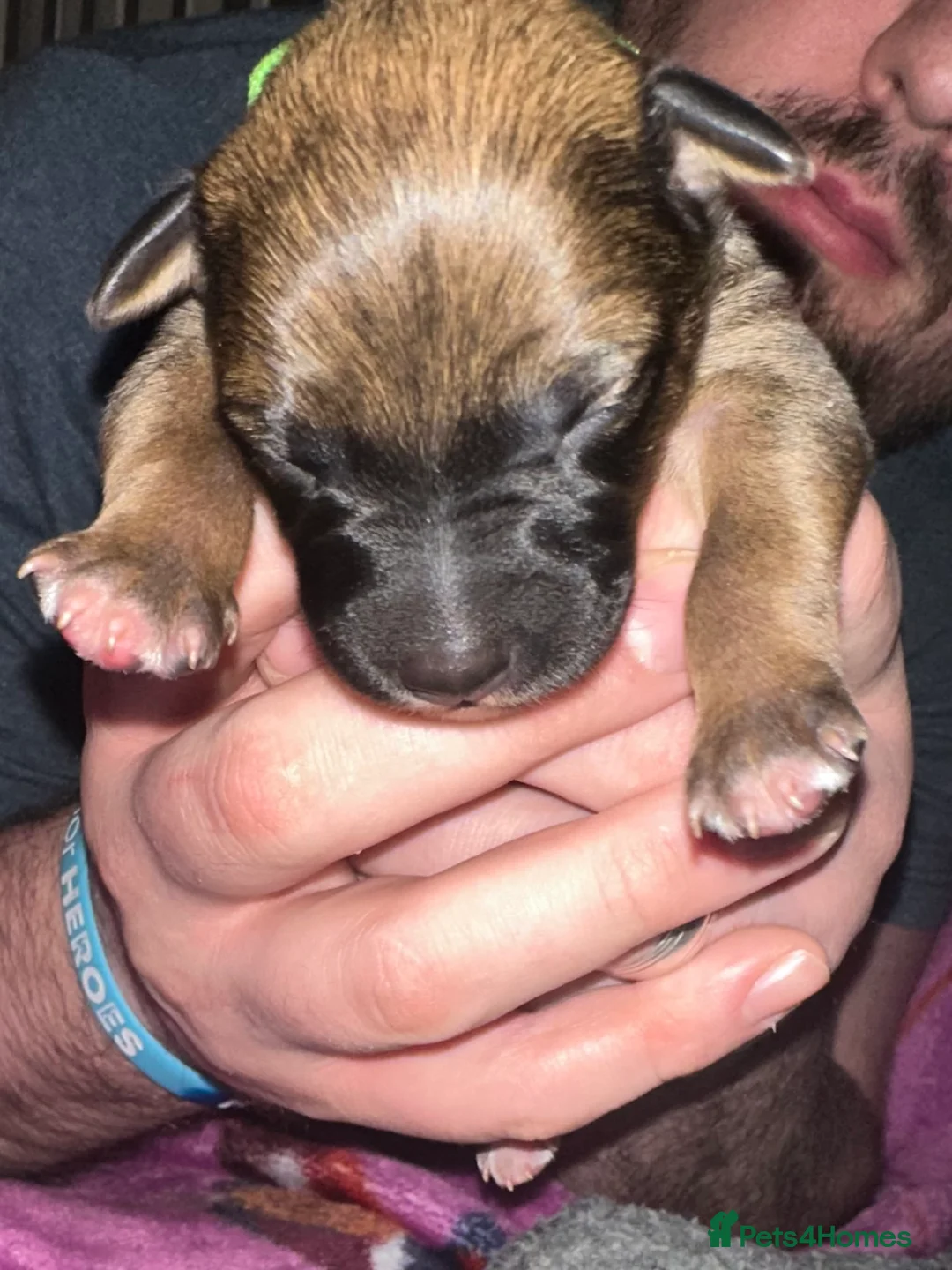 Mixed Breed dogs for sale: Australian Kelpie x Whippet - Advert 2