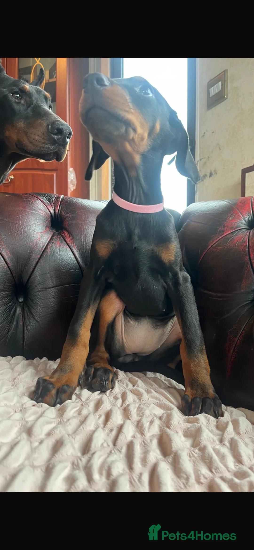 Dobermann dogs for sale: Doberman  - Advert 2