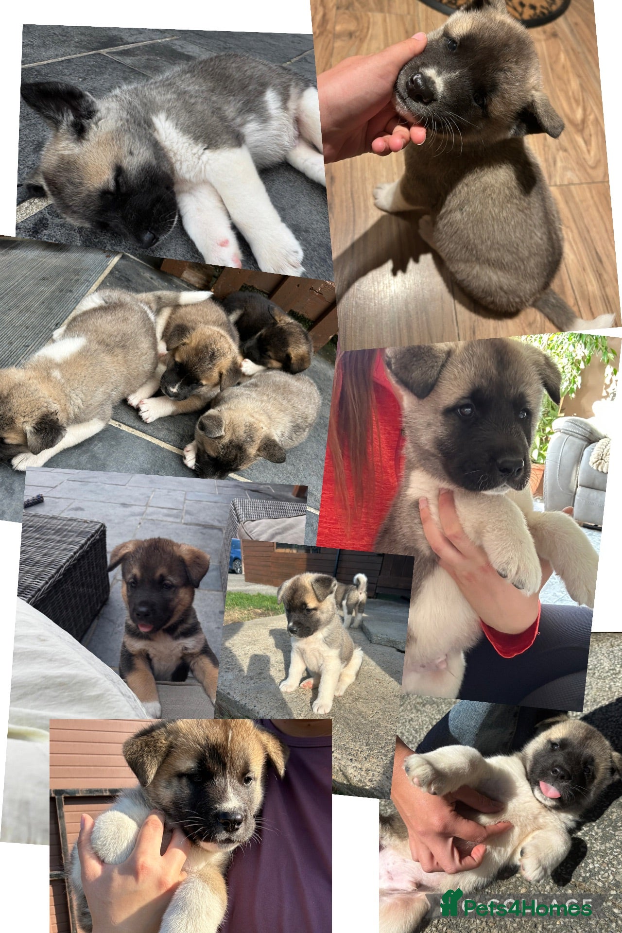 Akita dogs Akita puppy’s  - Advert 8
