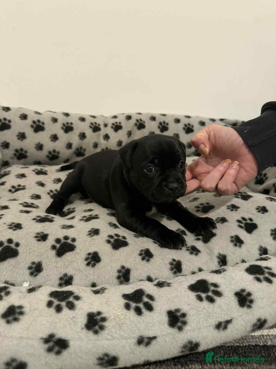 Staffordshire Bull Terrier dogs for sale: Champion lines Staffordshire Bull terrier puppies - Image 21