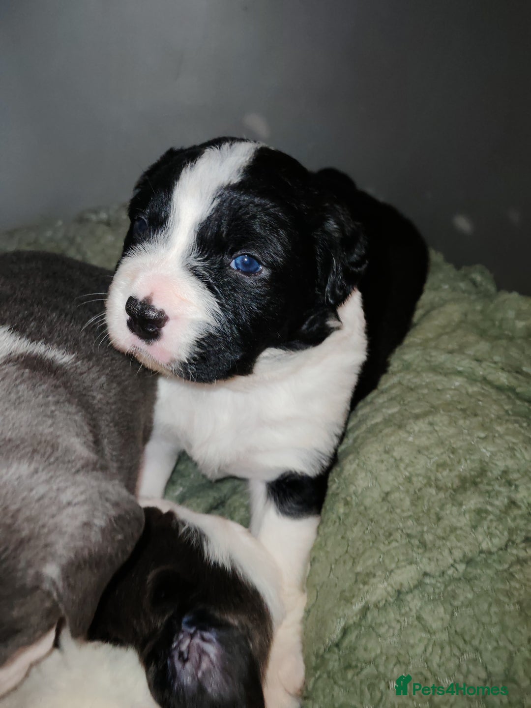 Mixed Breed dogs for sale: Old tyme bulldog x Border collie - Advert 11