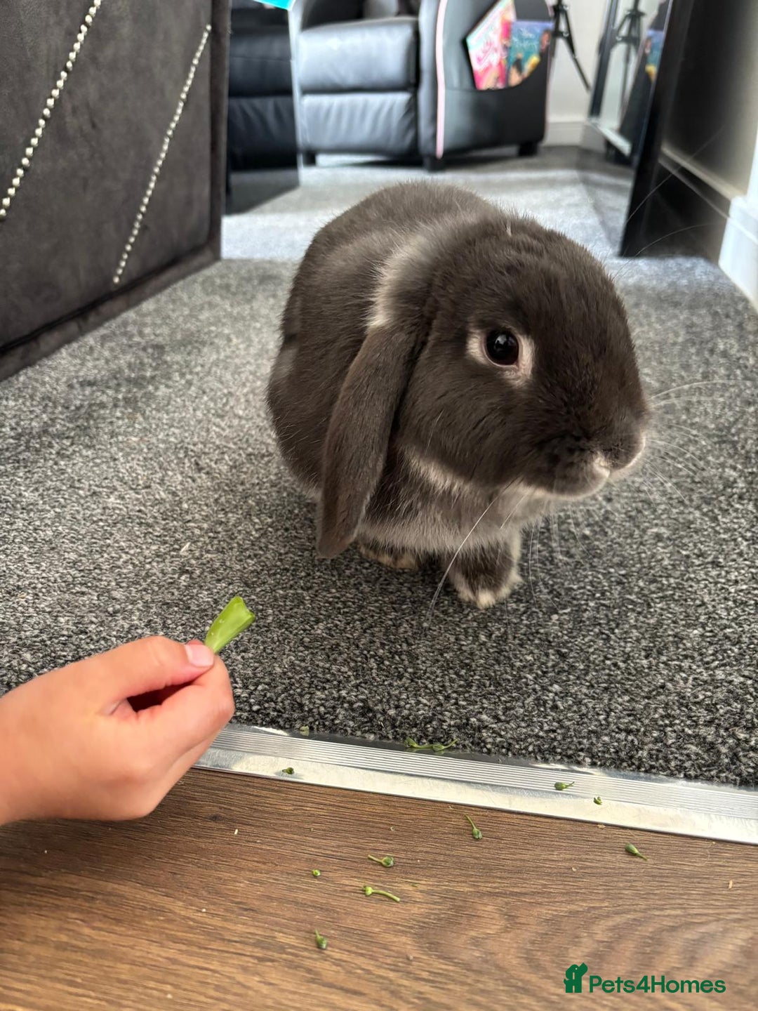 French Lop rabbits for sale: Bunny for sale 🐰  - Advert 1