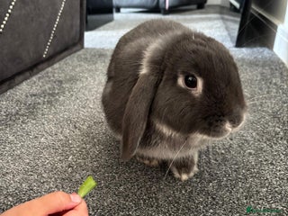 French Lop rabbits Bunny for sale 🐰 - Advert 1