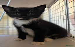 Mixed Breed cats for sale: 1 boy remaining - Image 2