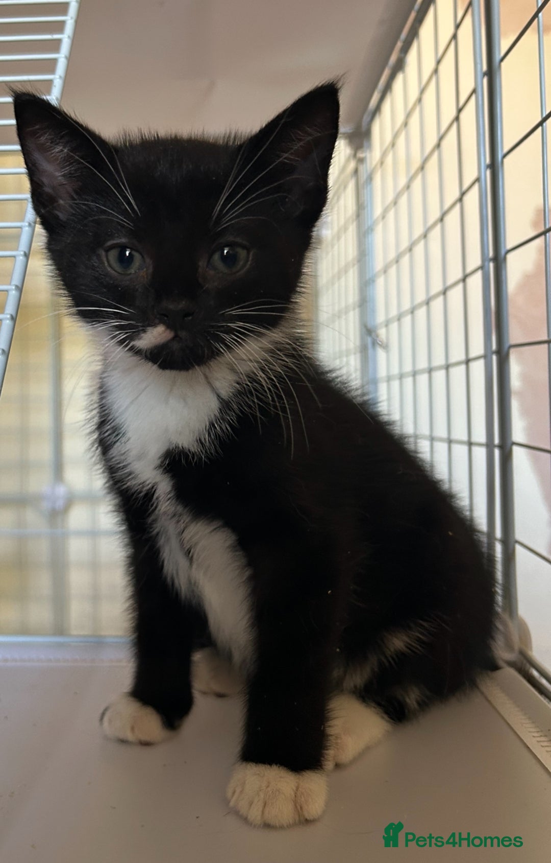 Mixed Breed cats for sale: 1 boy remaining - Image 2