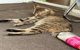 Domestic Shorthair cats for sale: FREE Cats for adoption  - Image 5