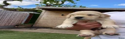 Golden Retriever dogs for sale: 5 Star ⭐️ Golden Retrievers 💙🩷🩷 - Advert 7