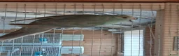 Mixed Breed birds for sale:  kakariki - Advert 2