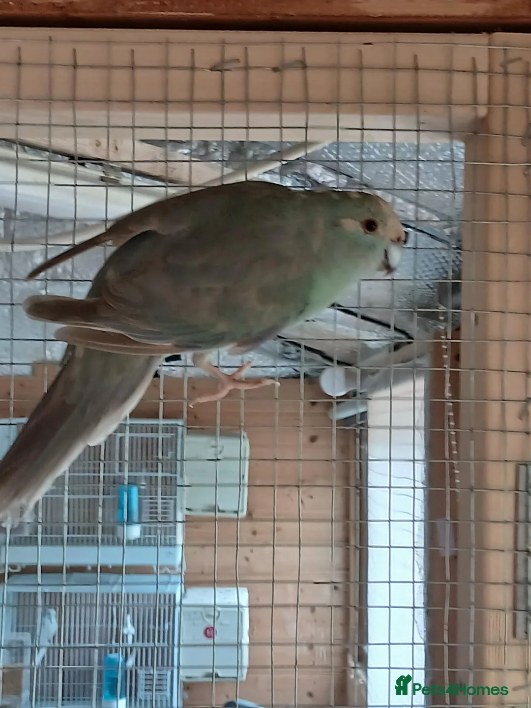 Mixed Breed birds for sale:  kakariki - Advert 2