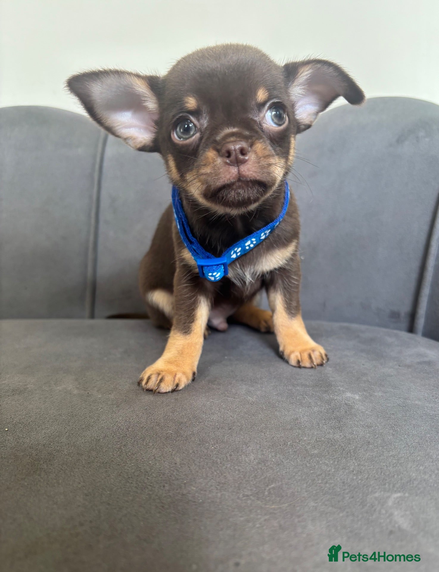 Chihuahua dogs Stunning KC Reg Chocolate Chihuahuas - Advert 1