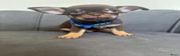 Chihuahua dogs for sale: Stunning KC Reg Chocolate Chihuahuas - Advert 4