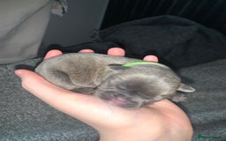 French Bulldog dogs for sale: French bulldog puppies for sale!!  - Image 24
